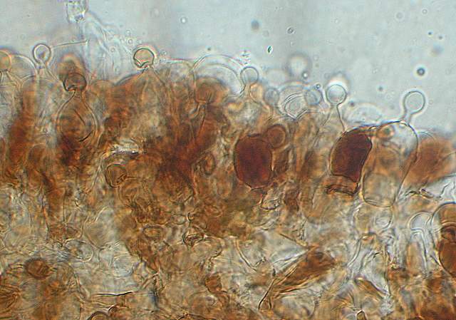 Conocybe horakii      Watling & G.M. Taylor